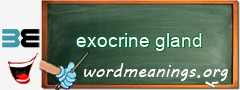 WordMeaning blackboard for exocrine gland